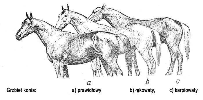 rodzaje grzbietu u konia